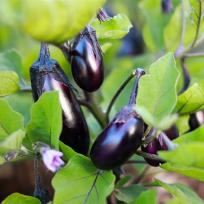 Aubergine - Melanzane