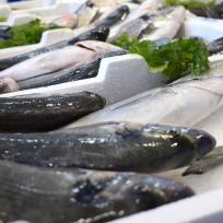 Wolfsbarsch - Branzino